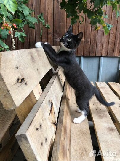 Котёнок Зорро в любящую семью