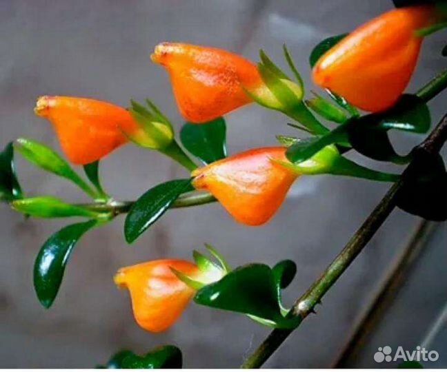 Нематантус Ветстайна