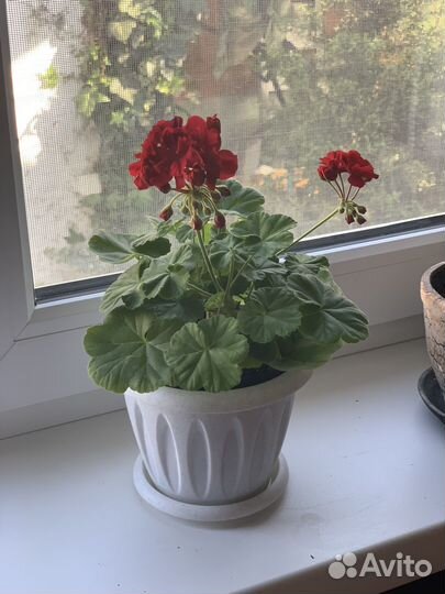 Пеларгония герань