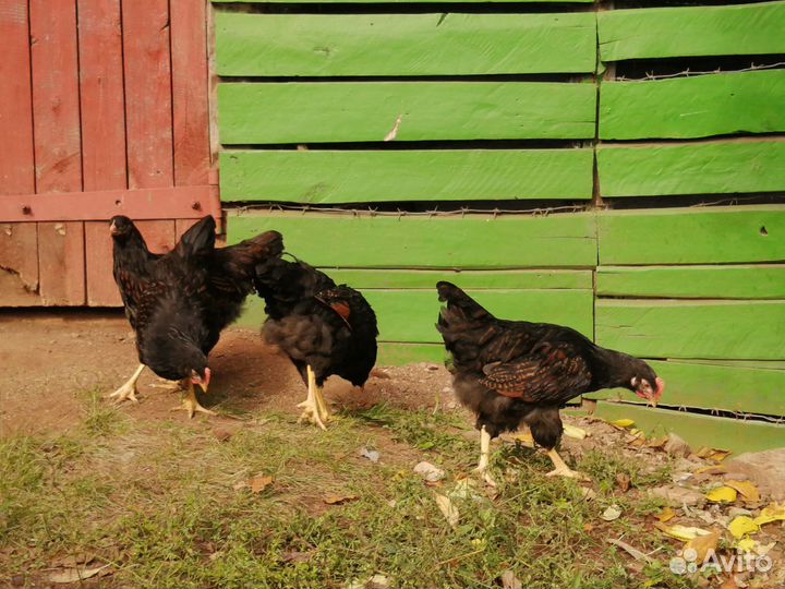 Петушки породы Барневельдера