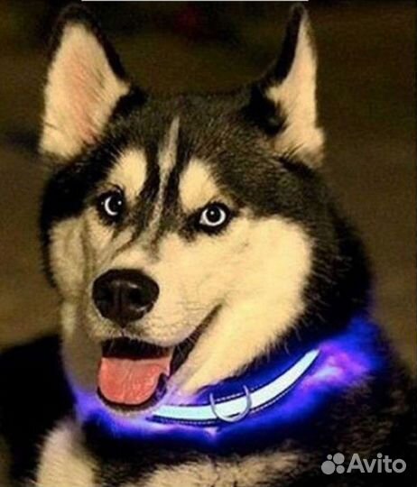 Ошейник для собак светящийся
