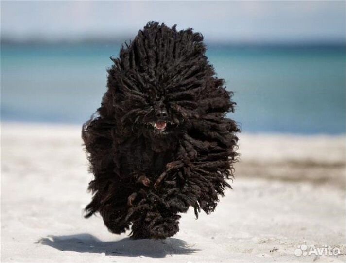 Дредовые охранники пули И комондор