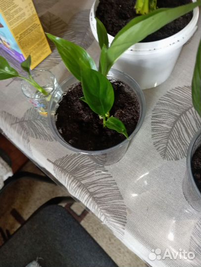 Цветок женское счастье