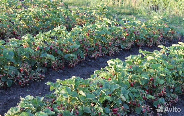 Земклуника с зкс, сажать можно летом