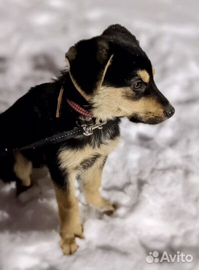 Щенок девочка 3,5 месяца