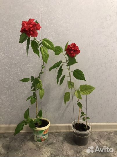 Розан махровый