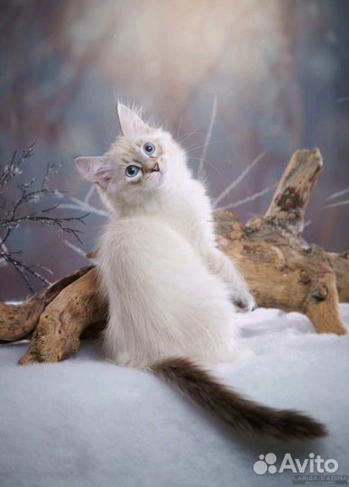 Эксклюзивные сибиряки