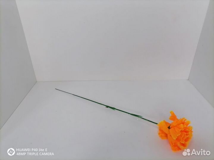 Гвоздика одиночная