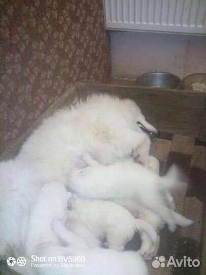 Самоед вязка питомник Северное Сияние 