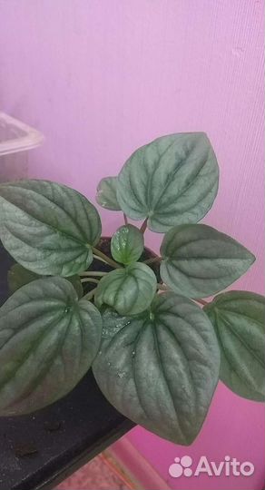 Бегонии и Пеперомии