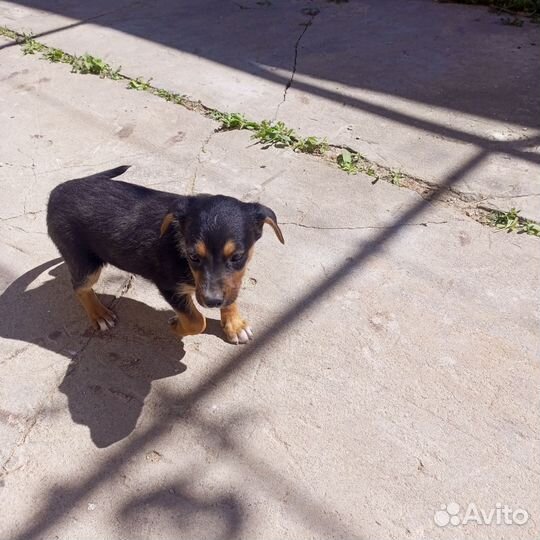 Отдам бесплатно щенки