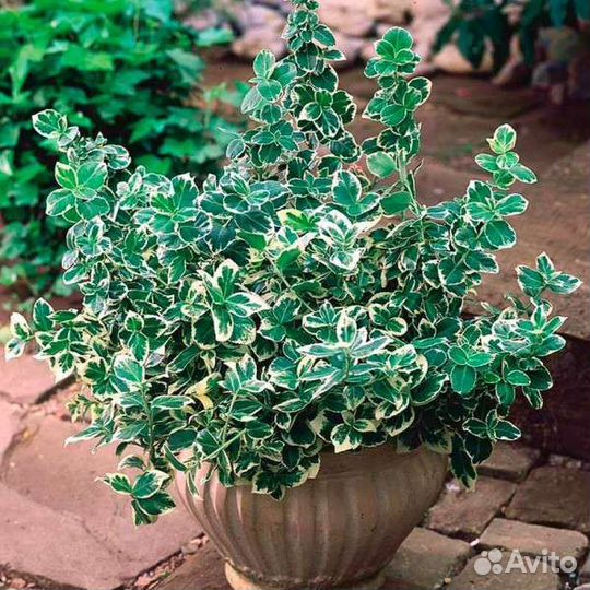 Бересклет Эмеральд Гаети