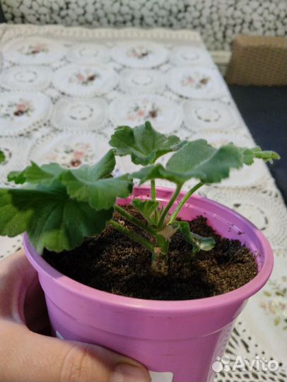 Пеларгония ив-Прасковья Жемчугова
