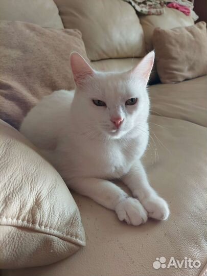 Кошка