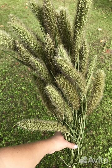 Букеты Сухоцветы Лисий хвост/Щетинник