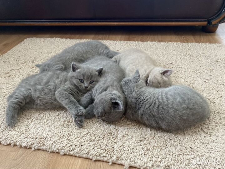 Британские котята