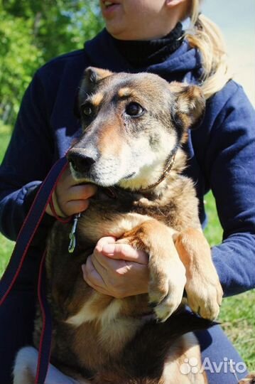 Магда - Спокойная и ласковая собака осталась одна