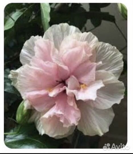 Гибискус китайская роза