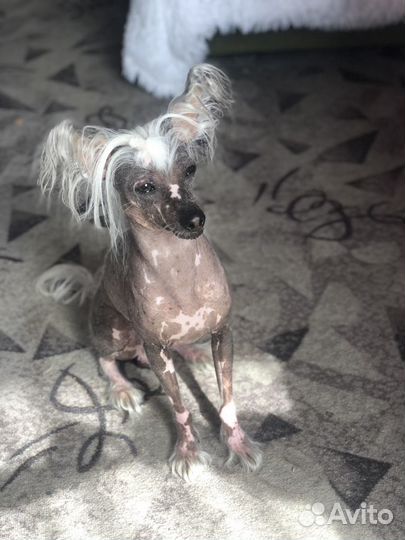 Китайская хохлатая Вязка