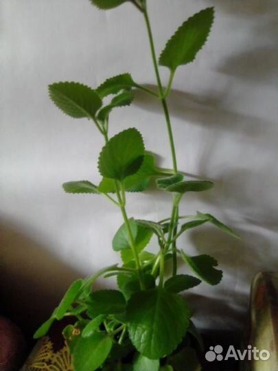 Домашние цветы