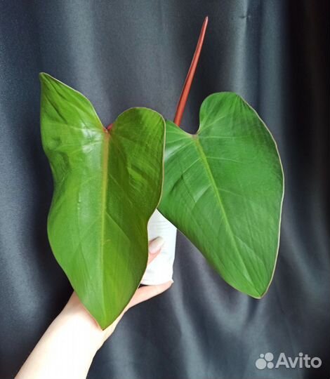 Комнатные декоративные растения