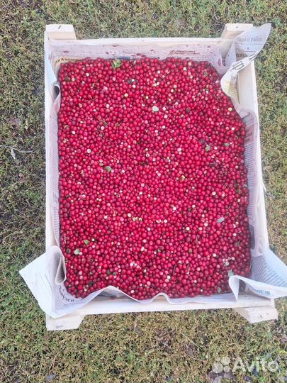 Свежая черника,голубика, морошка, брусника