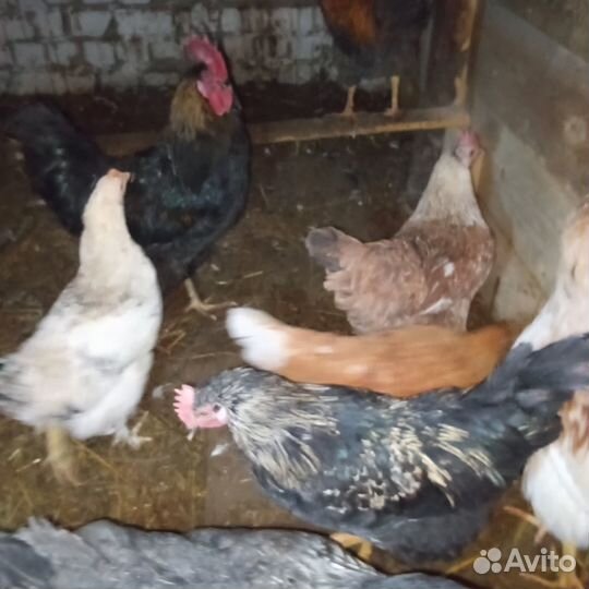 Домашняя птица куры петухи