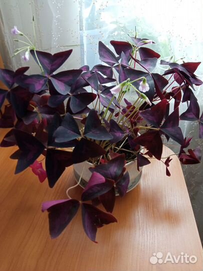 Комнатные растения цветы