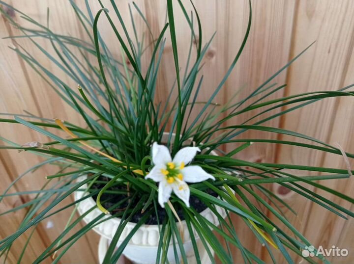 Зефирантес выскочка