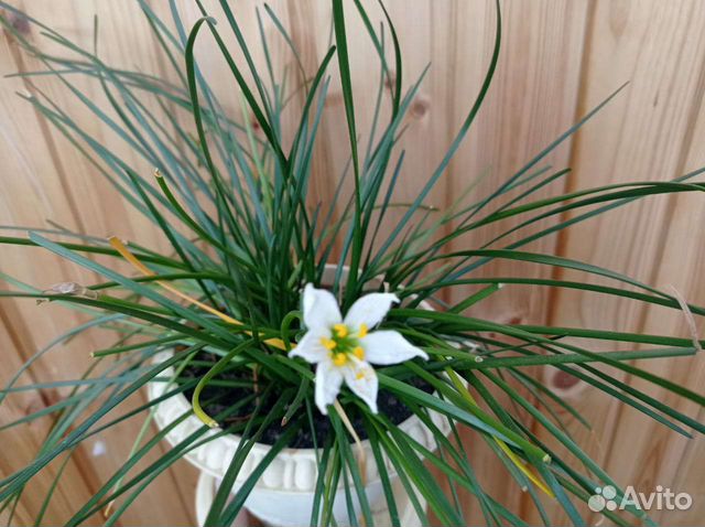 Зефирантес выскочка