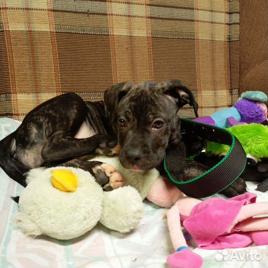 Собаки щенки