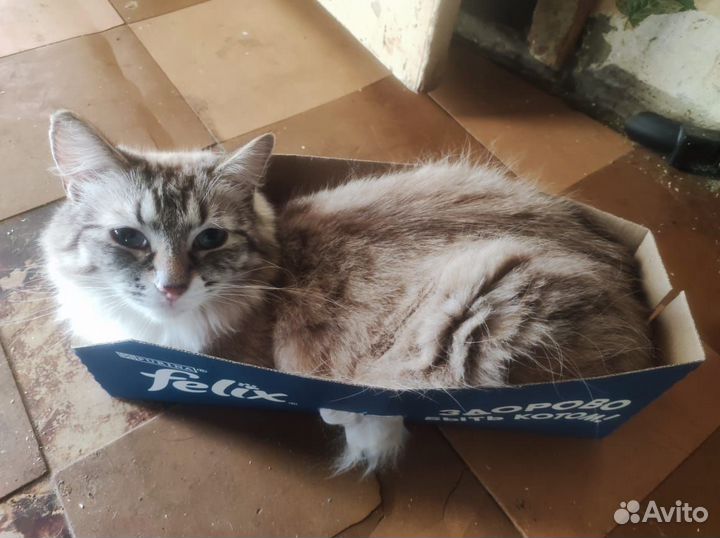 Отдам кота в добрые руки