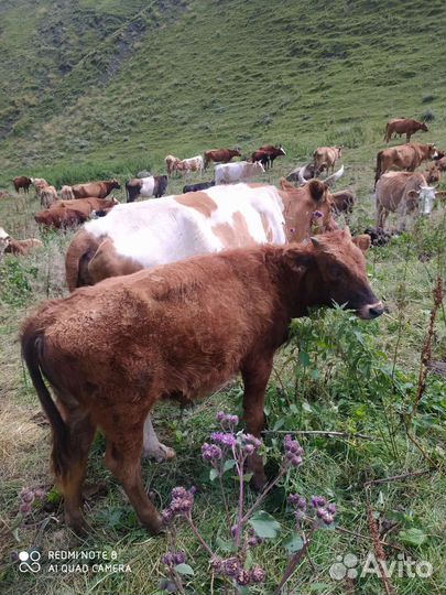 Быки на мясо