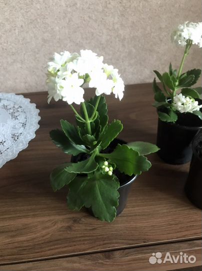 Каланхоэ с белыми цветами