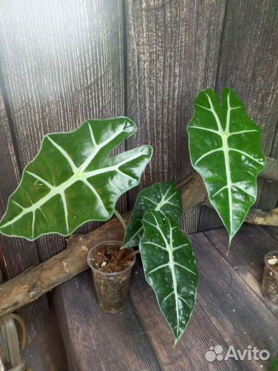 Комнатные растения