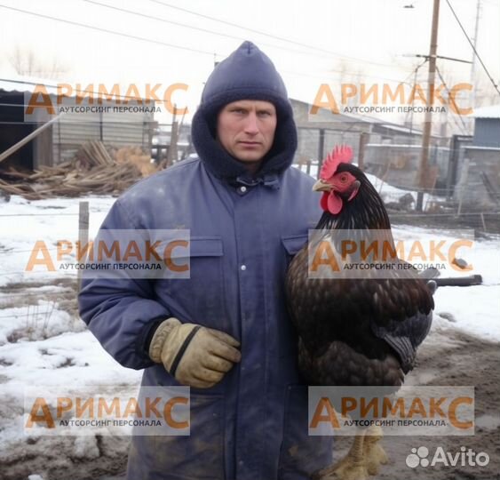 Грузчик на птицефабрику, вахта, жилье бесплатно