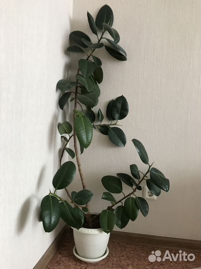 Фикус каучуконосный