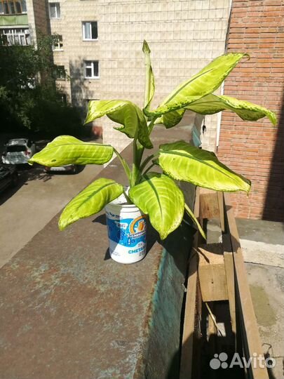 Диффенбахия Камилла