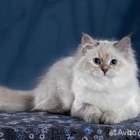 Невские маскарадные любимцы