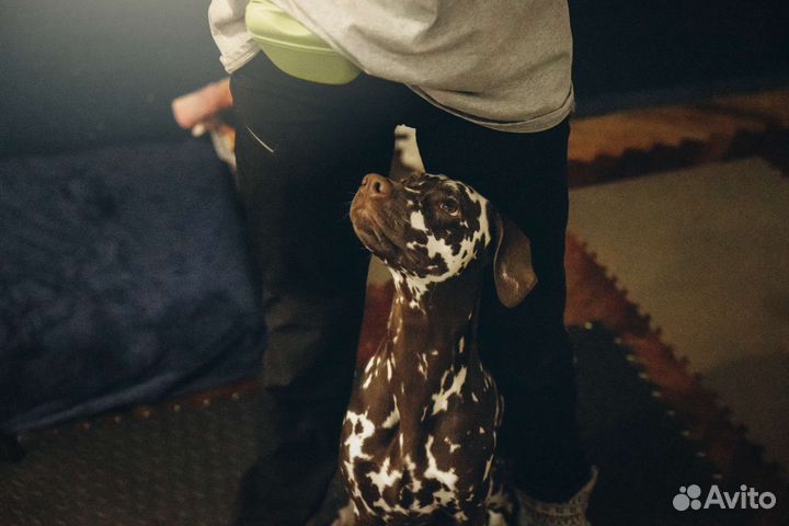 Кинолог, специалист по поведению собак - СПб