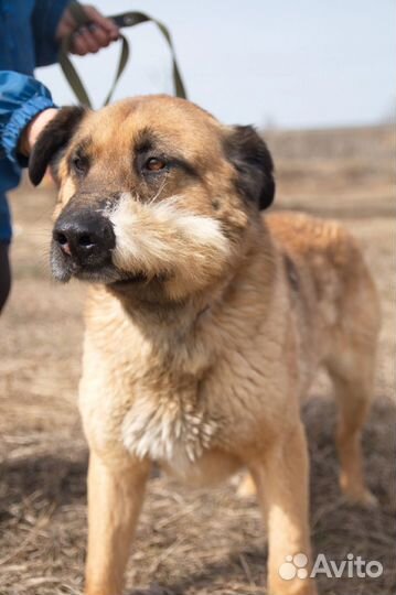 Необычный пёс Арчи