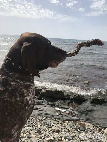 Курцхаар вязка