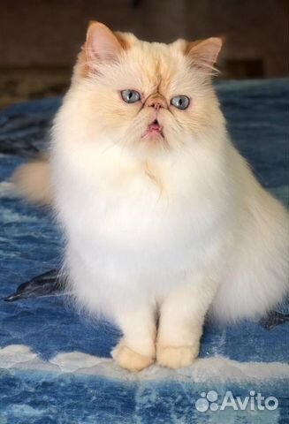 Зооняня,передержка Ваших любимцев на время