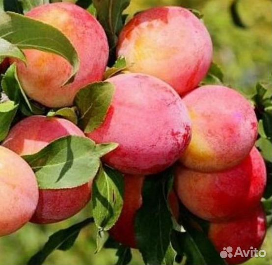 Саженцы плодово-ягодных и декоративных растений