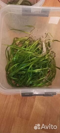 Растение и рыбки в аквариум