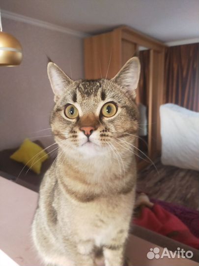 Кот