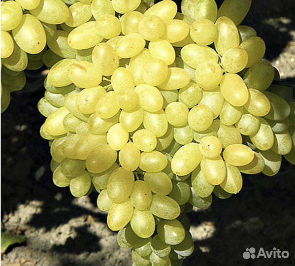 Саженцы Винограда Столетие