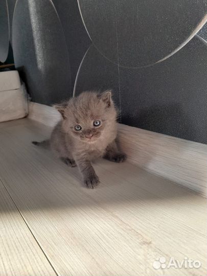 Отдам в добрые руки