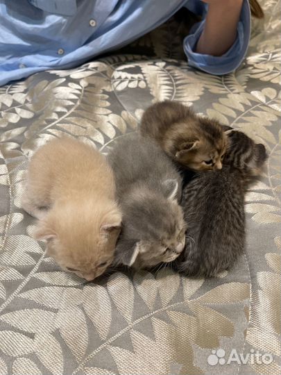 Котята в добрые руки