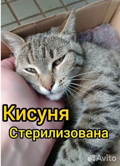 Кошечка стерилизованная
